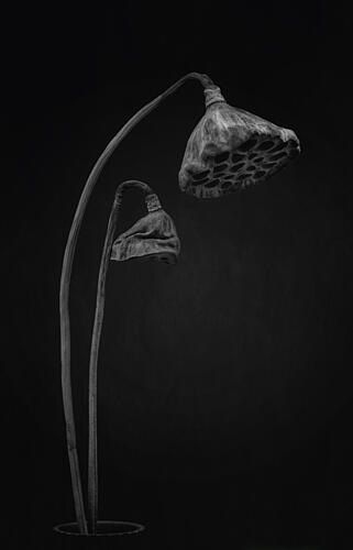 Monochrome Lotus Pods Art Print