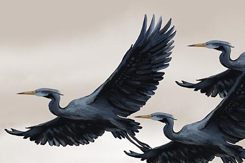 Graceful Flying Herons Art Print