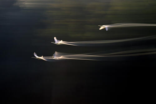 Graceful Swans in Motion Art Print by Yoshitsugu Seki