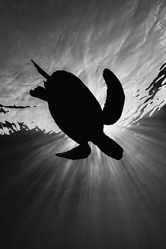 Sunlit Sea Turtle Art Print