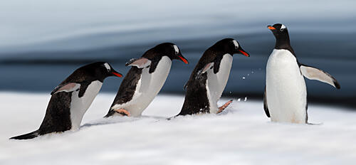 Gentoo Penguin Action Art Print