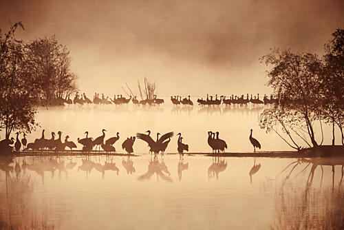 Misty Morning Cranes Art Print by Andreas Trint
