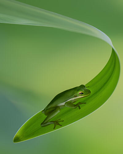 Serene Green Frog on Leaf Art Print