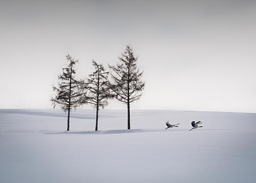 Graceful Cranes Winter Scene Art Print by Dawn X W
