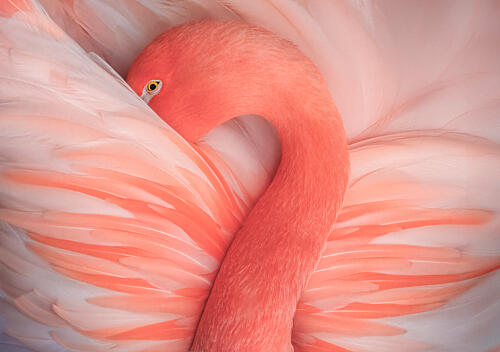Pink Flamingo Serenity Art Print