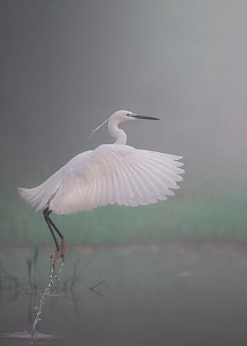 Graceful Egret Splash Art Print by Paolorossi