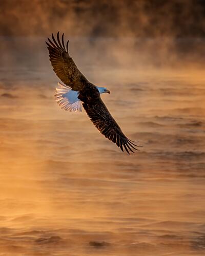 Bald Eagle Golden Flight Gold Print