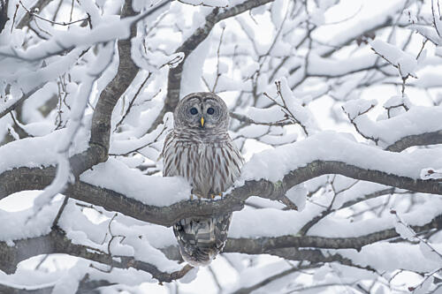 Watchful Winter Owl Art Print