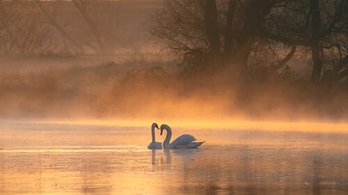 Romantic Swans Golden Lake Gold Print