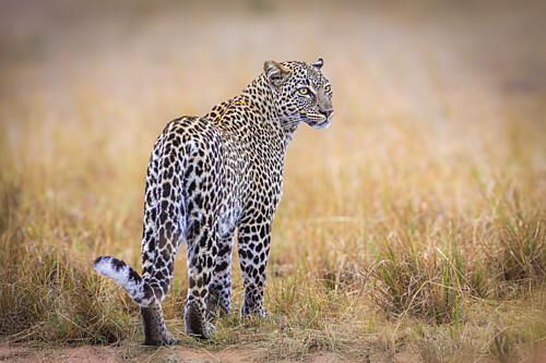 Leopard in Golden Grass Gold Print