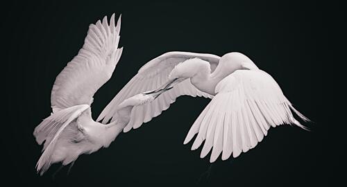 Graceful Egret Dance Art Print