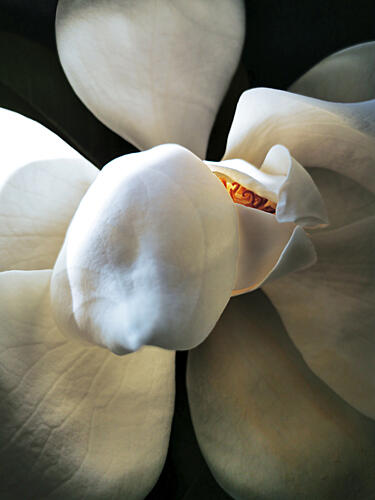 Elegant White Magnolia Gold Print