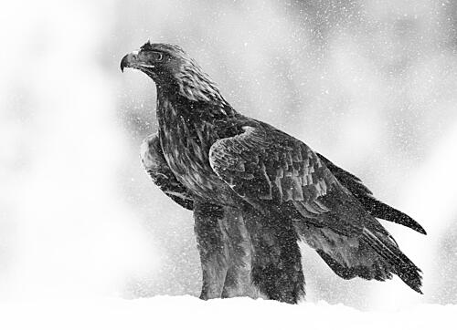 Eagle in Winter Storm Art Print