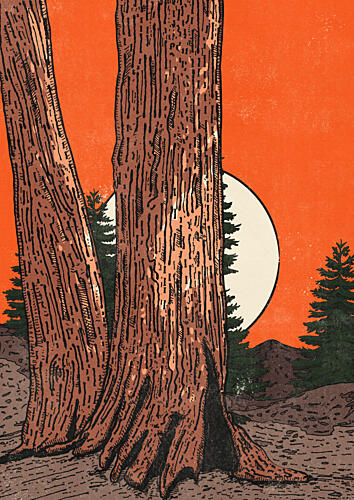 Redwood Sunset Glow Art Print