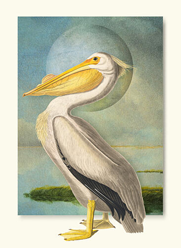 White Pelican Moonscape Art Print