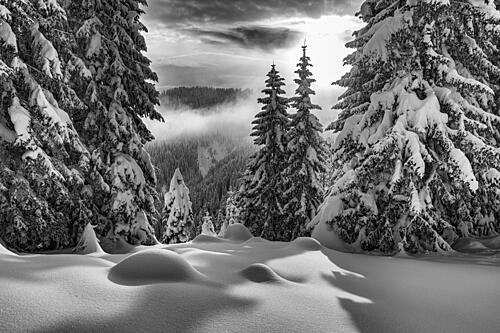 Snowy Mountain Forest Light Art Print by Ales Klabus
