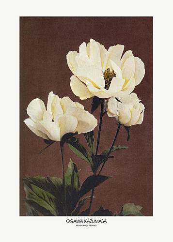 Herbaceous Peonies by Ogawa Kazumasa Art Print