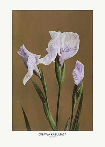 Iris Kempferi by Ogawa Kazumasa Art Print