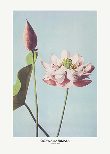 Lotus Flower by Ogawa Kazumasa Art Print