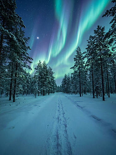 Northern Lights Winter Forest Art Print