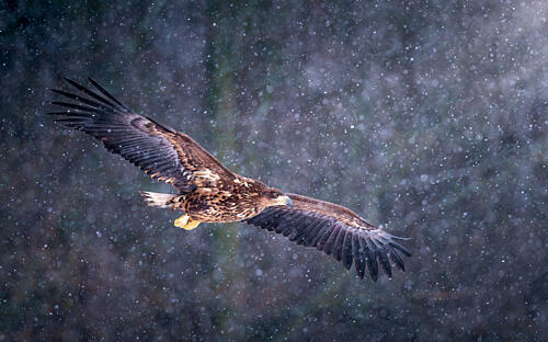 Eagle in Snowfall Art Print