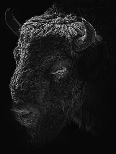 Shadowed Bison Portrait Art Print by Eiji Yamamoto