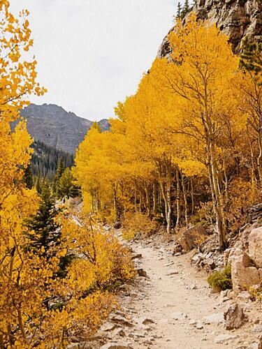 Golden Aspen Path Gold Print
