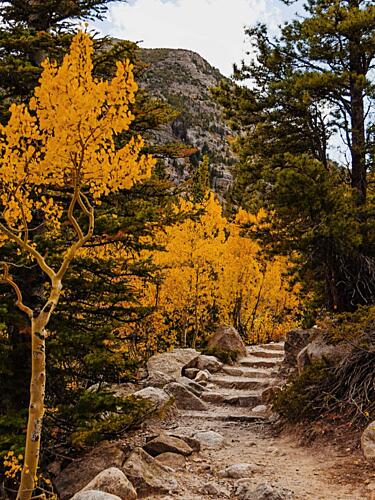 Golden Aspen Trail Gold Print