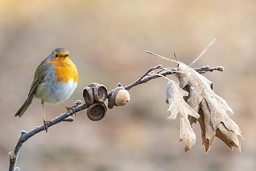 Frosted Robin Perch Art Print by Massimo Chiodini