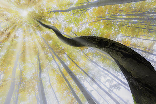 Golden Forest Light Gold Print