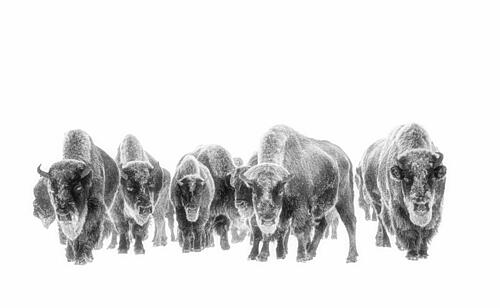 Bison in Winter White Art Print by Yuan Su