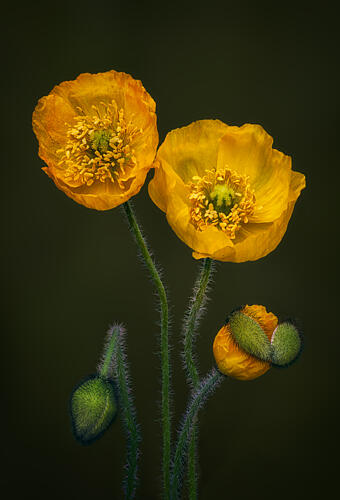Golden Poppies Bloom Pop art reproduction