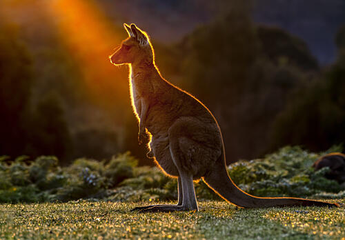 Golden Hour Kangaroo Gold Print