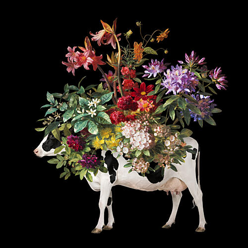 Vibrant Floral Cow Art Print