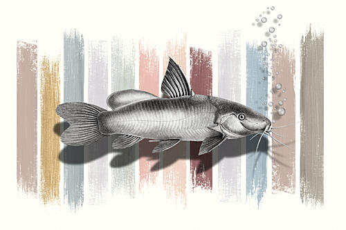 Vintage Catfish Stripes Art Print