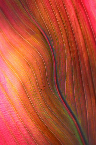Vibrant Leaf Abstract Art Print