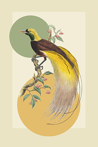 Exotic Paradise Bird Art Print