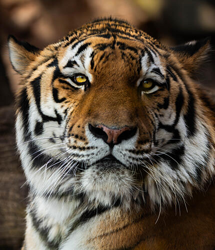 Siberian Tiger Portrait Art Print by Amasachin