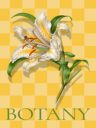 Spotted Lily Botanical Art Print