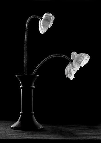 Graceful Poppies in Vase Pop art reproduction