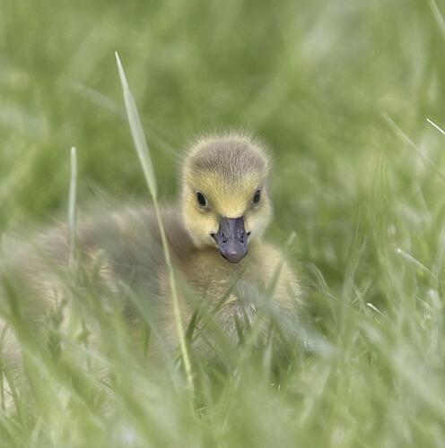 Cute Gosling in Grass Art Print