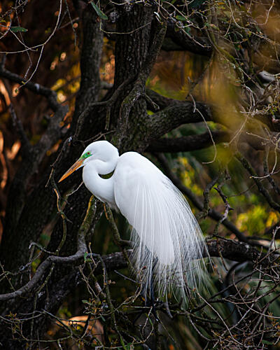 Elegant White Egret Art Print by Harold Gene Stinson