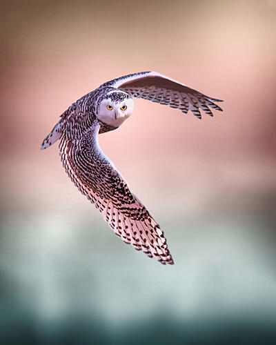 Snowy Owl Flight Art Print