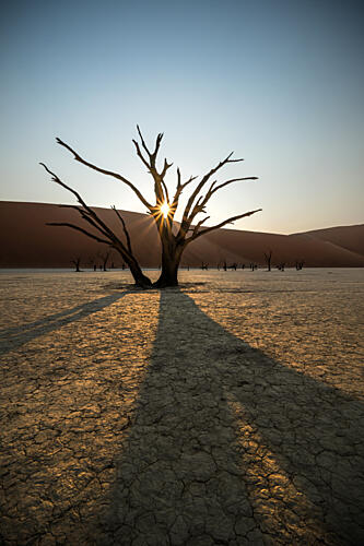 Golden Hour Desert Tree Gold Print