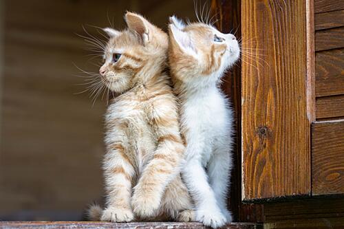 Kittens Back to Back Art Print by Mustafa Sahin