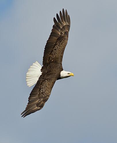 Bald Eagle Soaring Art Print by Kirk Martin