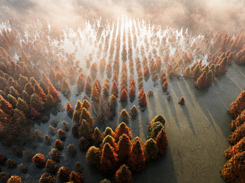 Misty Autumn Forest Art Print