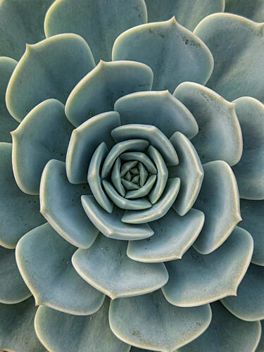 Blue Green Succulent Spiral Art Print