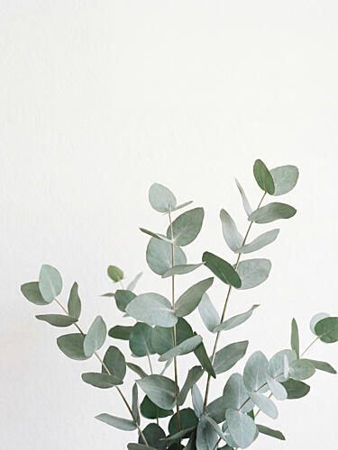 Fresh Eucalyptus Leaves Art Print