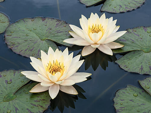 Serene Water Lilies Art Print